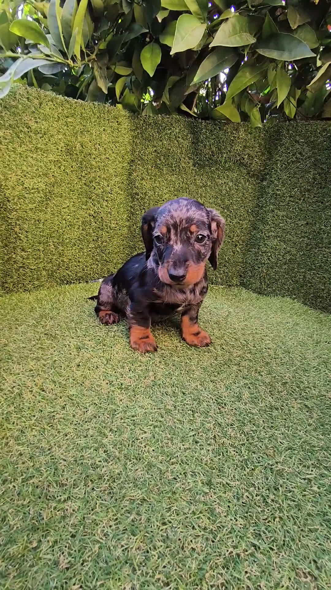 Teckel Miniatura perros en venta: camada de teckel miniatura varios colores  - Video 3