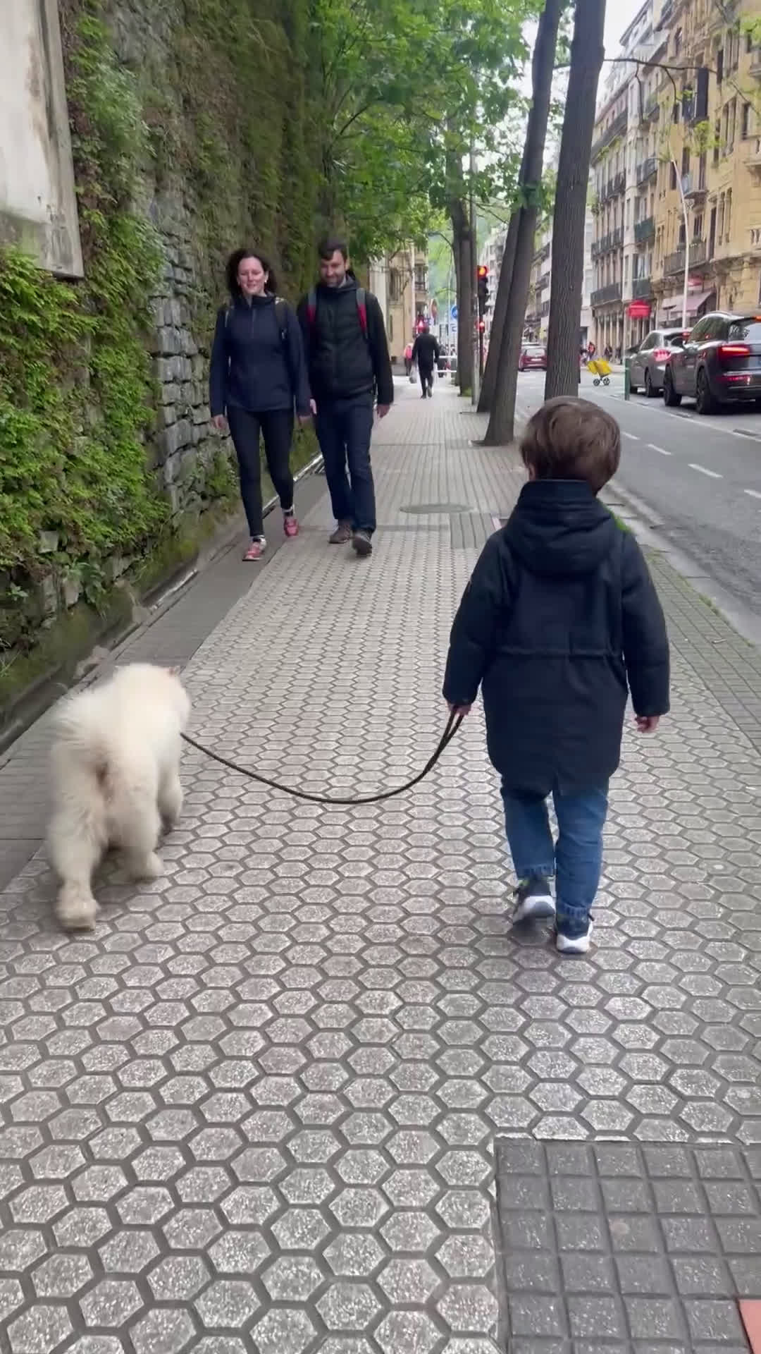 Pomsky perros en adopcion: Pomsky F4 en adopción! - Video 1