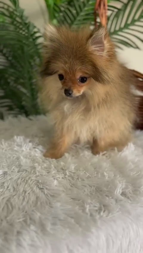 Pomerania perros en venta: POMERANIA HEMBRA MUY PEQUEÑITA - Video 1