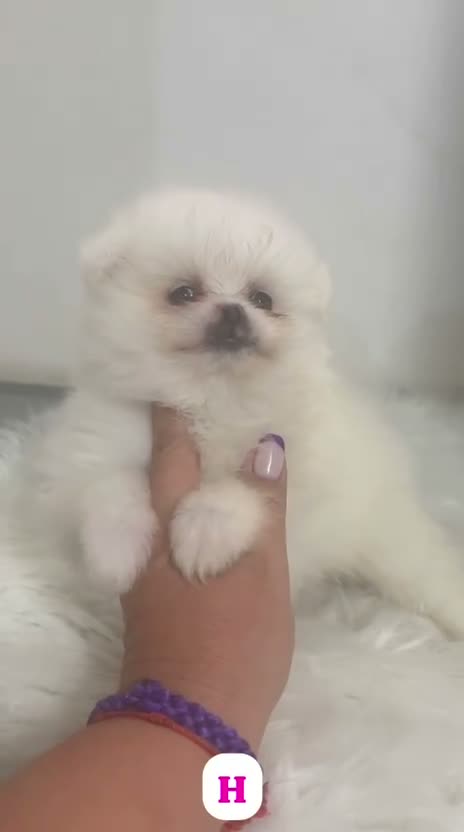 Pomerania perros en venta: POMERANIA MINI TOY LULÚ - Video 1