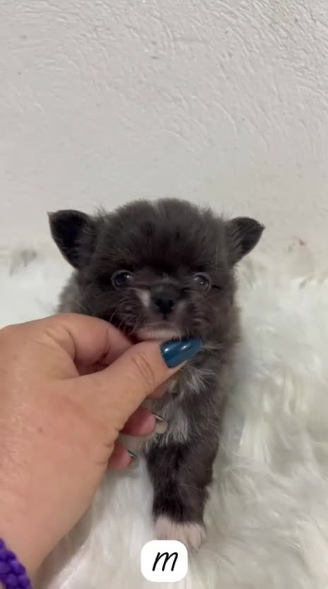 Chihuahua perros en venta: CHIHUAHUA TOY PELO LARGO - Video 2