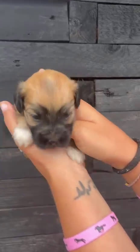 Bichón Habanero perros en venta: Bichon Habanero Macho - Video 1