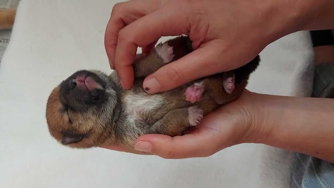 Shiba Inu perros en venta: Shibas Nietos del Campeón del Mundo - Video 1