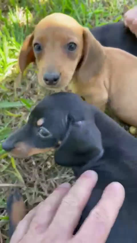 Teckel Miniatura perros en venta: Teckels mini  - Video 3