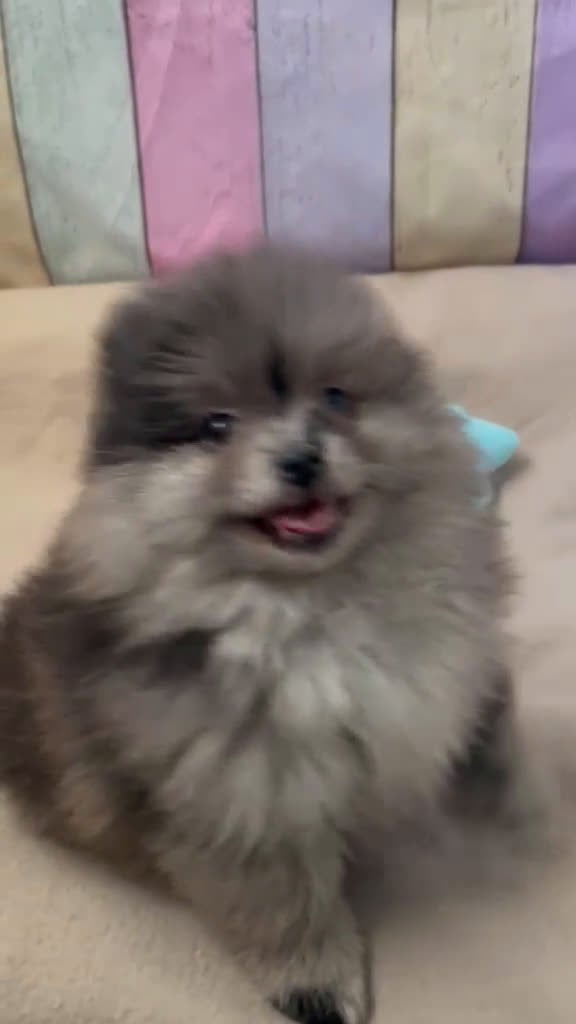 Pomerania perros en venta: Pomerania Merle hembra !!! - Video 1
