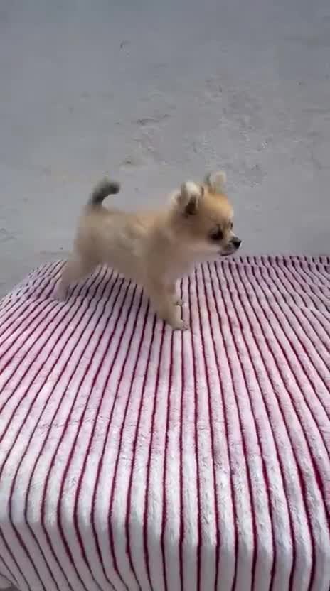 Pomerania perros en venta: Pomerania mini toy  - Video 1