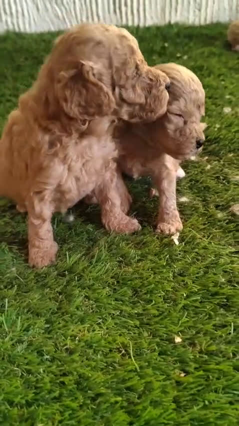 Caniche Toy perros en venta: Reservas Nueva Camada de Caniche Toy - Video 1