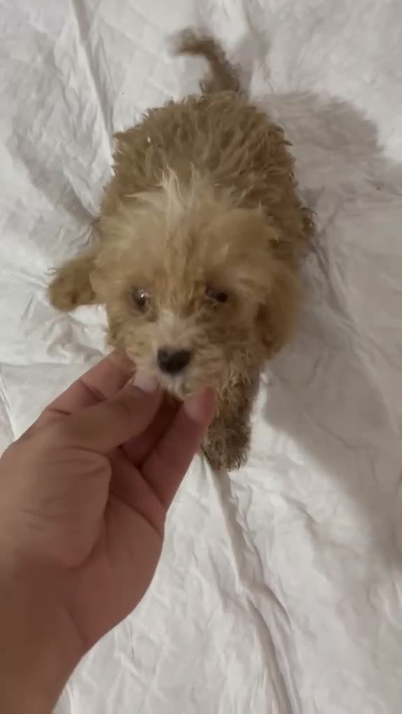 Maltipoo perros en venta: MALTIPOO TOYS Y MINI TOYS - Video 3