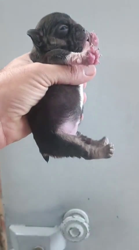Bulldog Francés perros en venta: Bulldog francés cocoa tan - Video 2