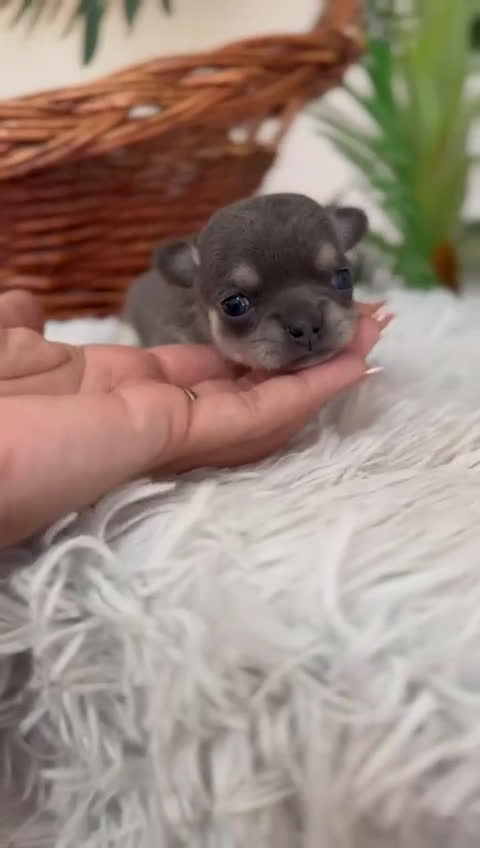 Chihuahua perros en venta: CHIHUAHUA BLUE - Video 1