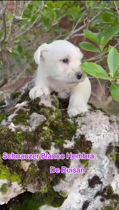 Schnauzer Miniatura perros en venta: Schnauzer blancos camada disponible  - Video 1
