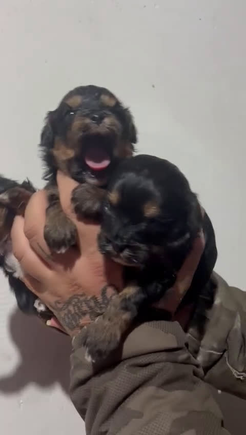 Shihpoo perros en venta: Shihpoo  - Video 1