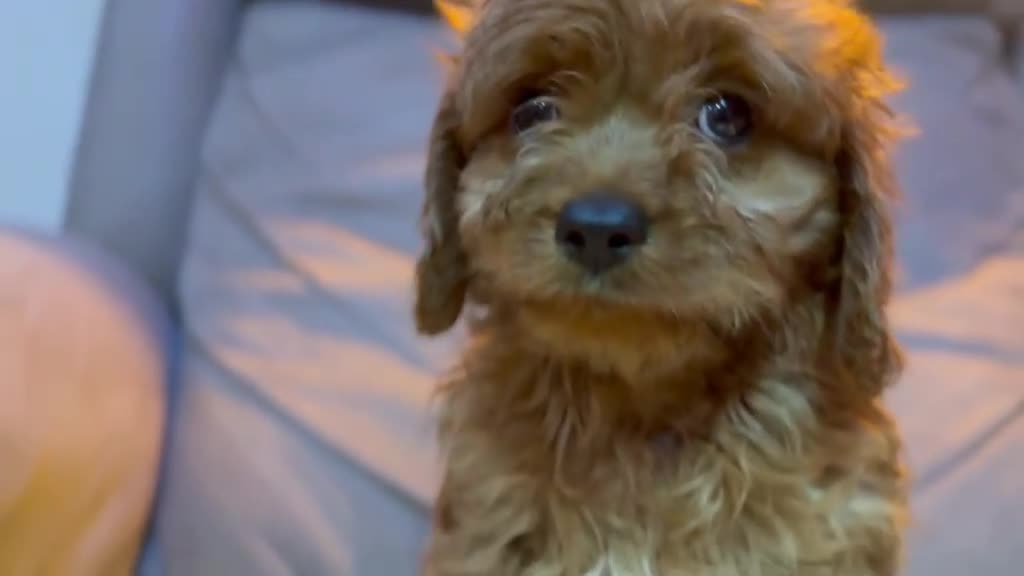 Cavapoo perros en venta: Cavapoo macho - Video 1
