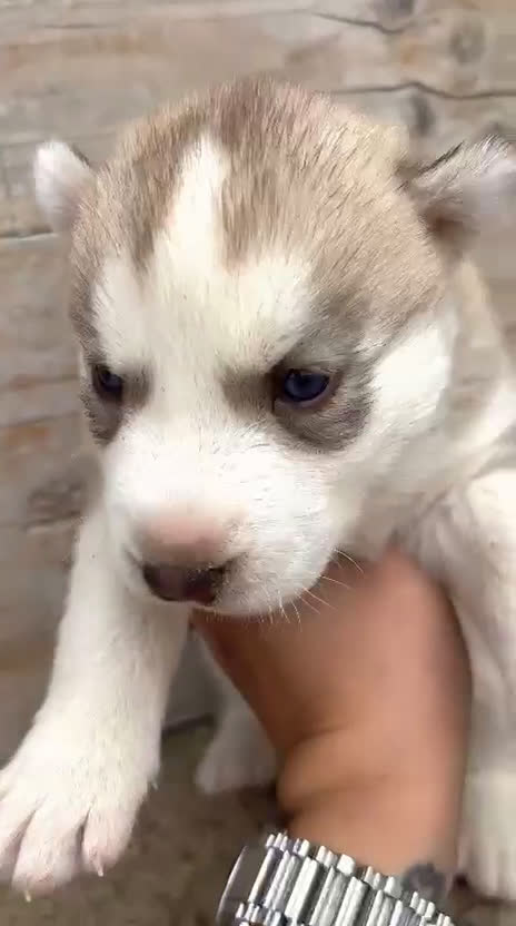 Husky Siberiano perros en venta: Husky - Video 4