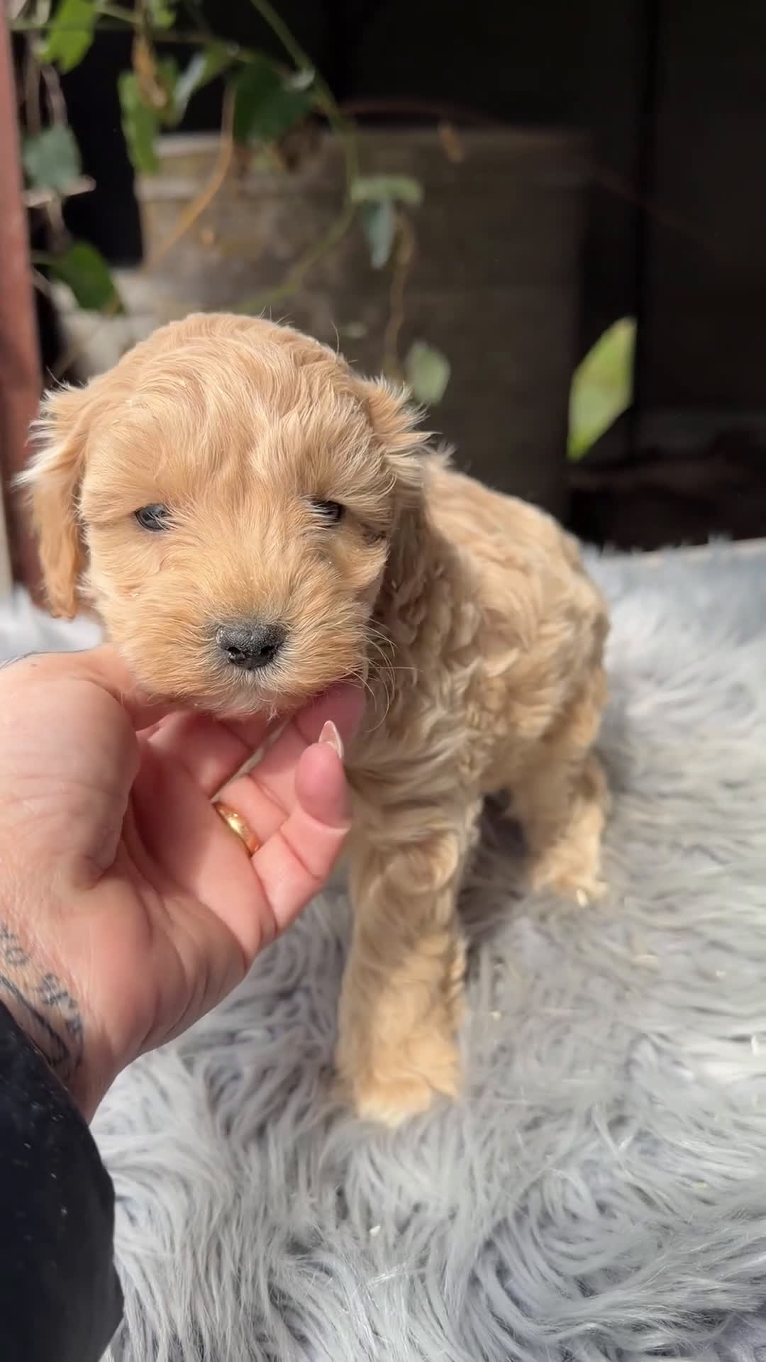 Maltipoo perros en venta: Maltipoo Toy macho  - Video 1