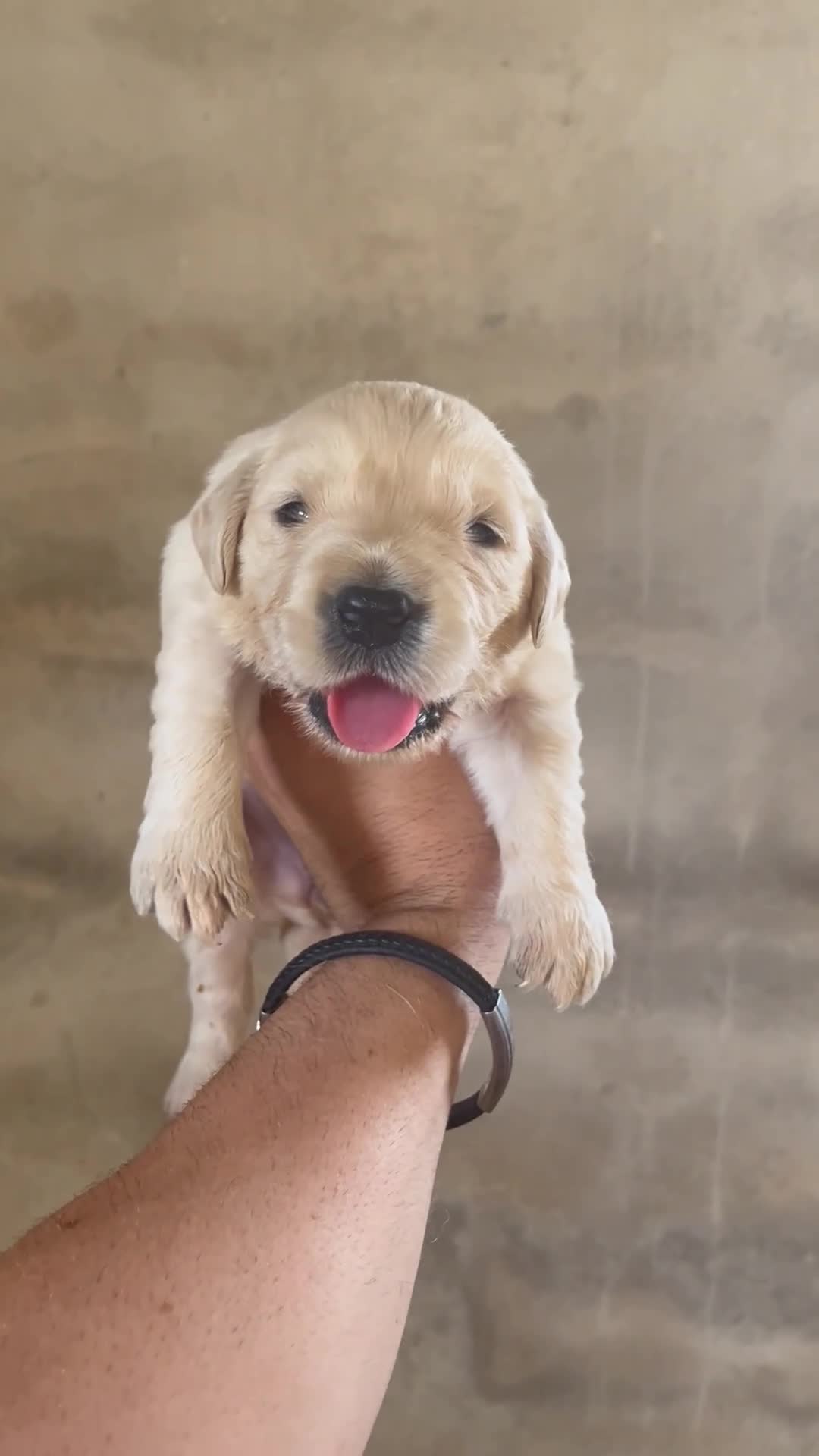 Golden Retriever perros en venta: GOLDEN RETRIEVER DE CAMPEONES - Video 2