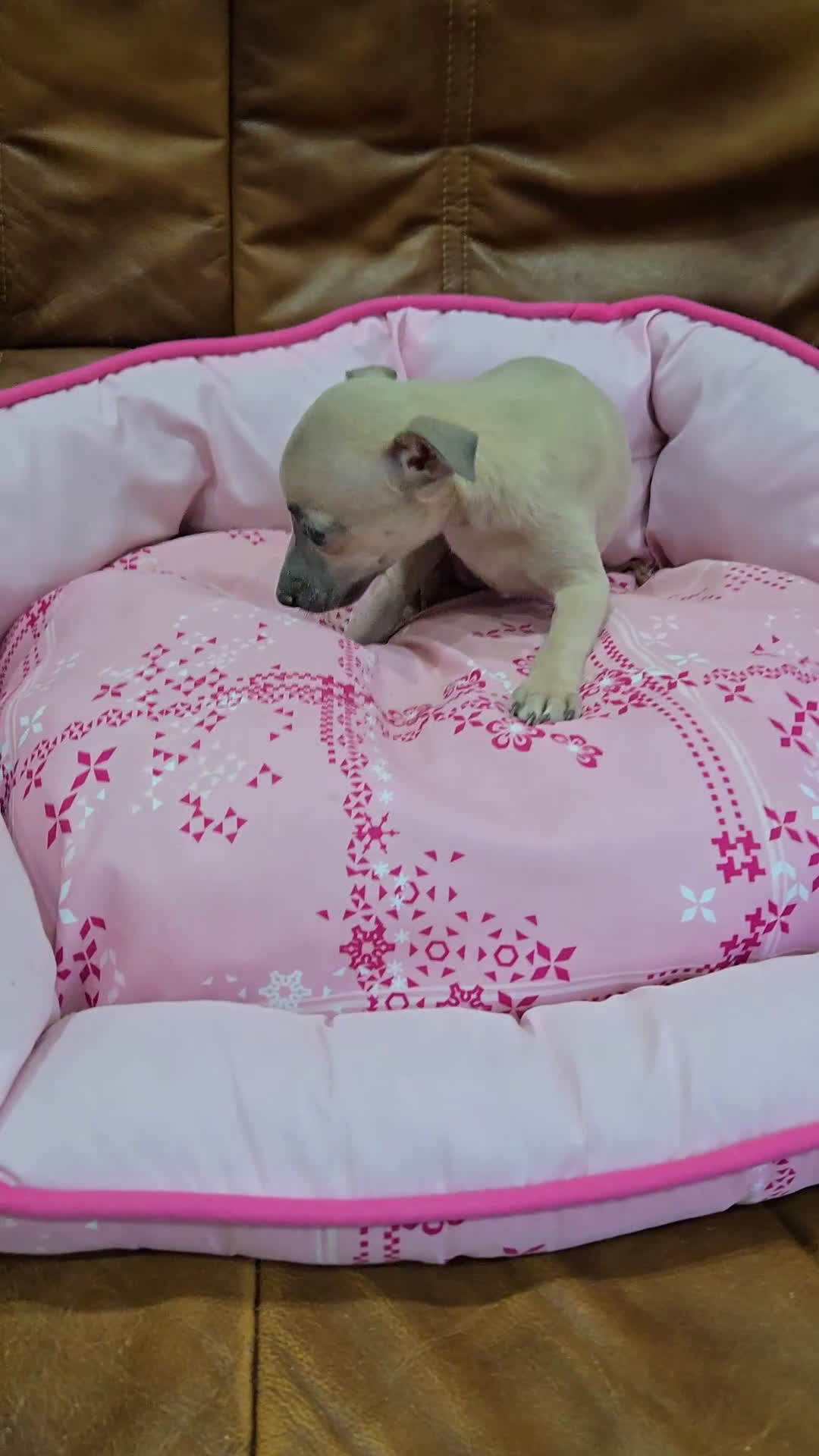 Pequeño Lebrel Italiano perros en venta: Piccolo italiano - Video 1