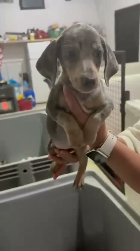 Teckel Miniatura perros en venta: Teckel miniatura - Video 2