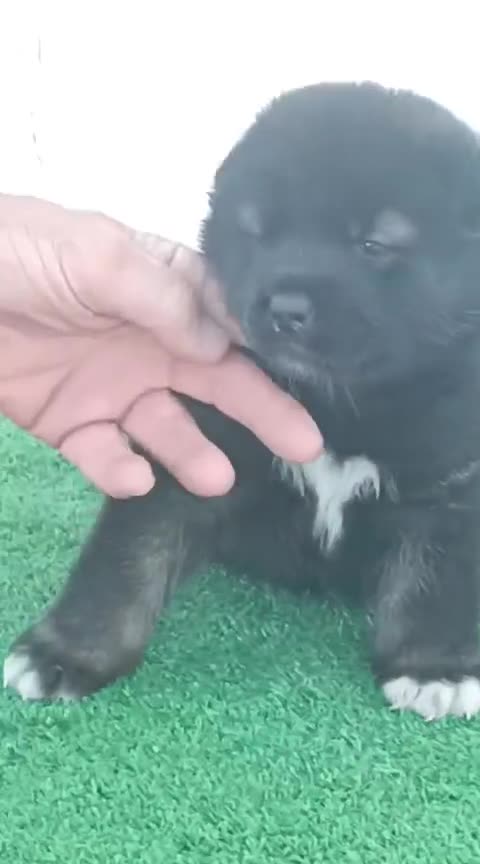 Akita Americano perros en venta: Akita Americano  - Video 1