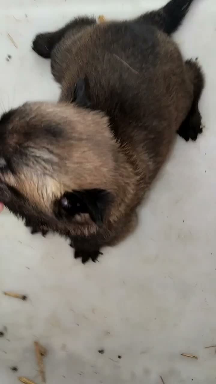 Pastor Belga Malinois perros en venta: Disponible Pastor belga Malinois para reservar  - Video 3