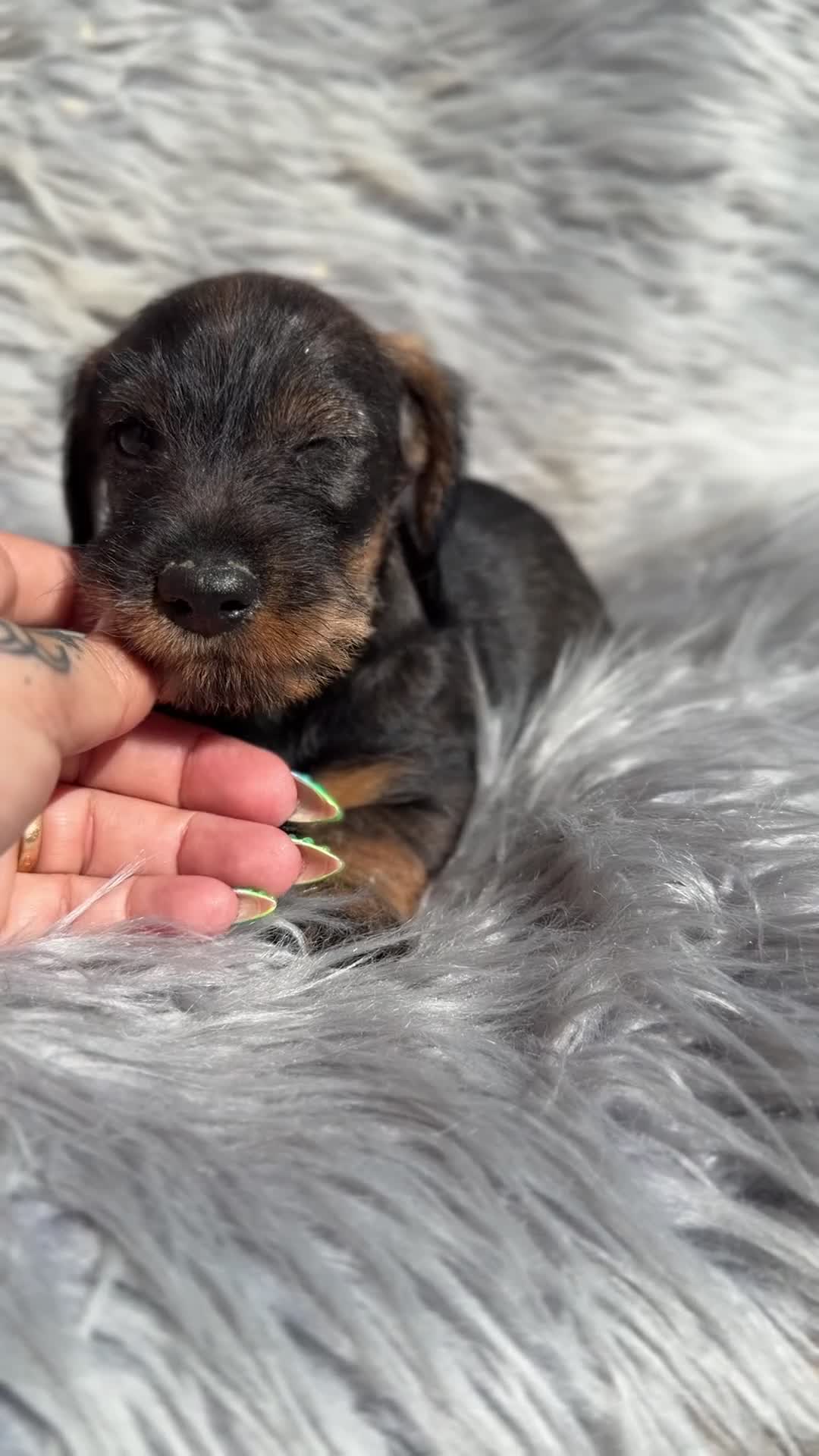 Teckel Miniatura perros en venta: Teckel pelo duro  - Video 1