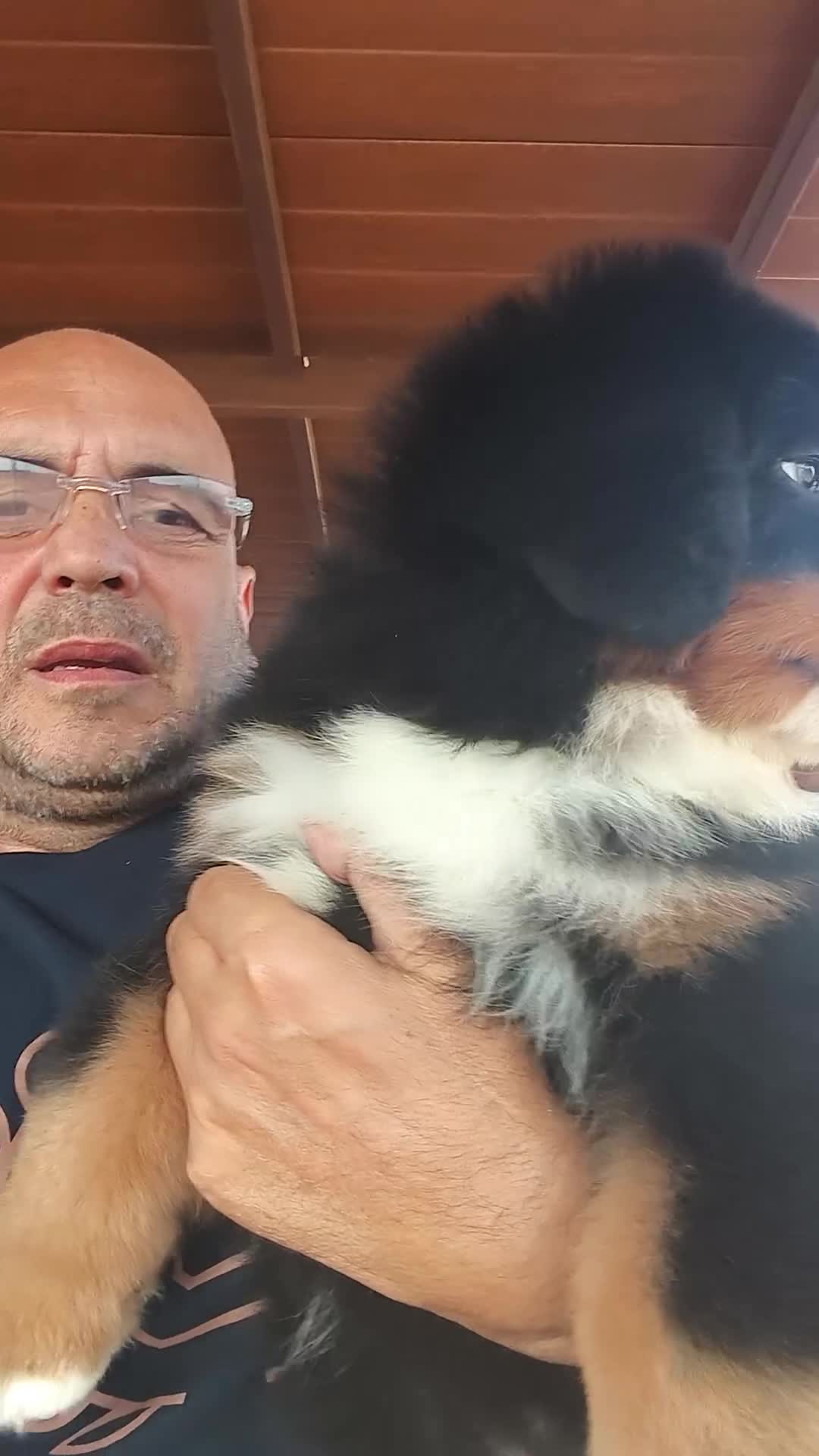 Boyero de Berna perros en venta: BOYERO DE BERNA 2 hembras  - Video 1