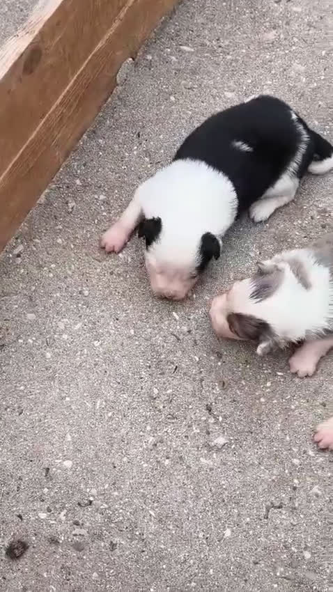 Border Collie perros en venta: Border collie - Video 1