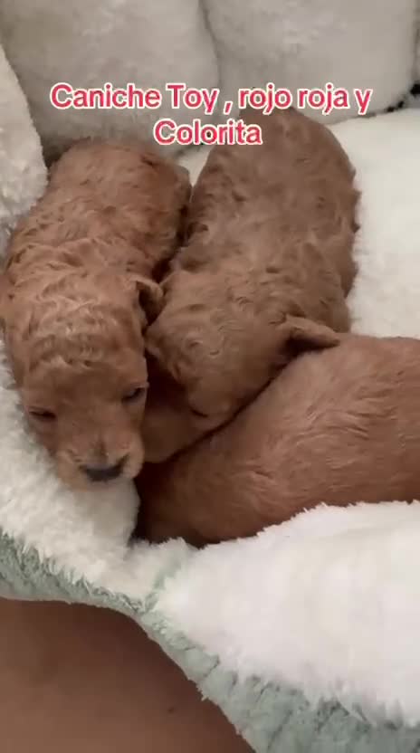Caniche Toy perros en venta: Caniche toy  - Video 1