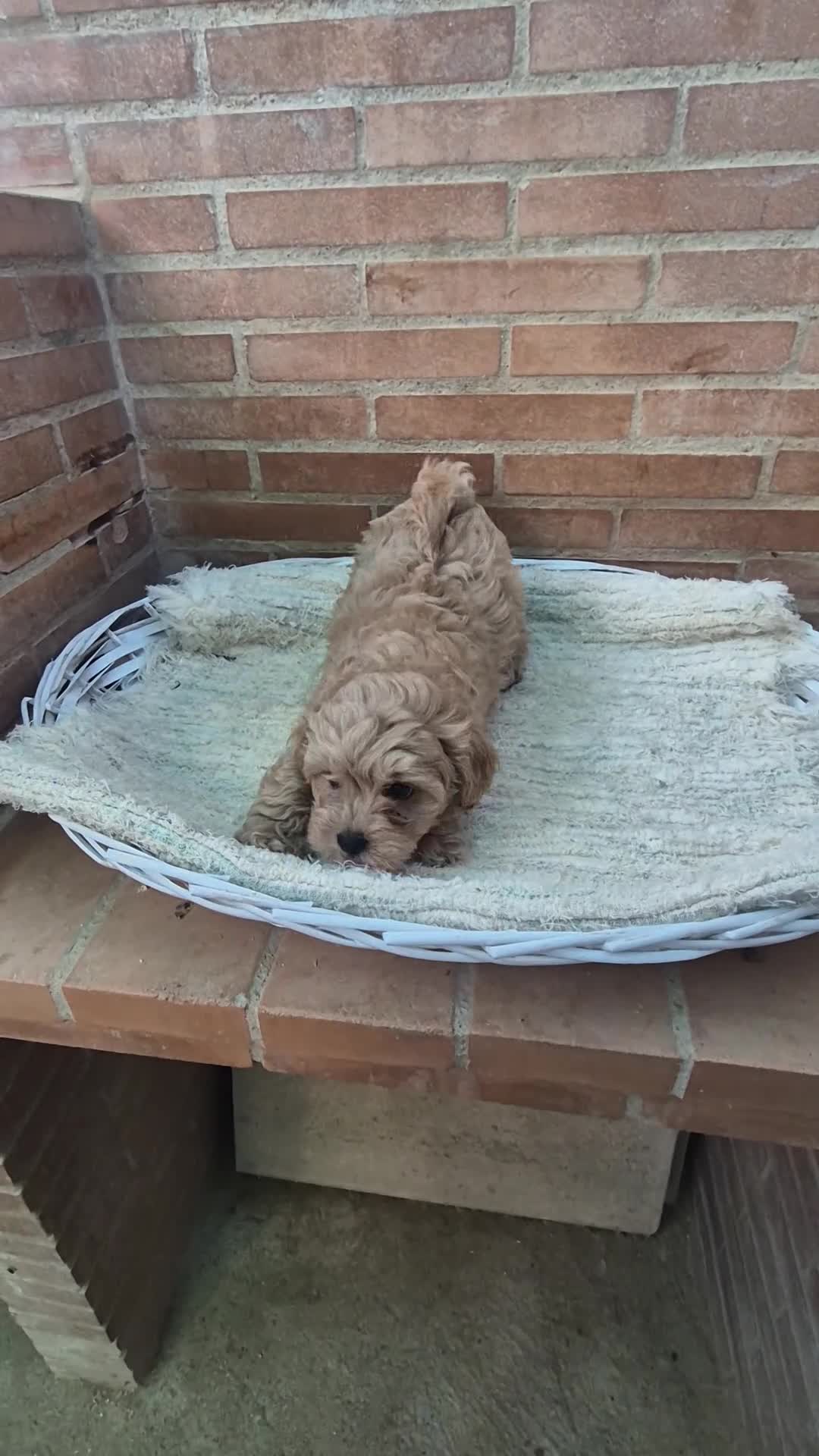 Maltipoo perros en venta: Maltipoo toy  - Video 3