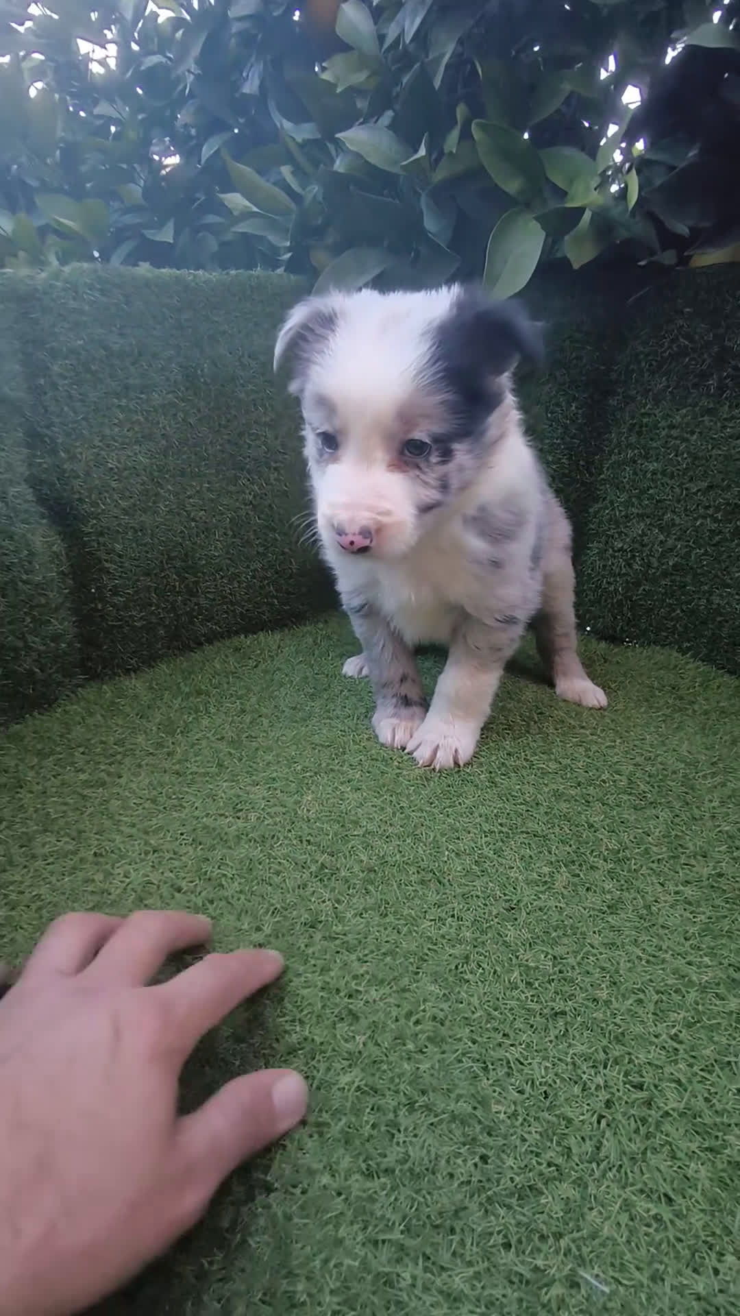Border Collie perros en venta: border collie blue merle y blancos y negros  - Video 2