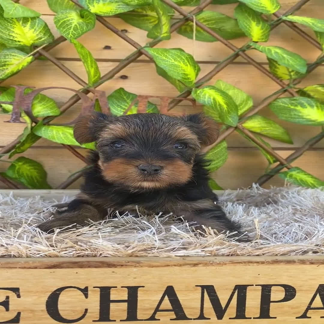Yorkshire Terrier perros en venta: Camada de Ily - Video 3