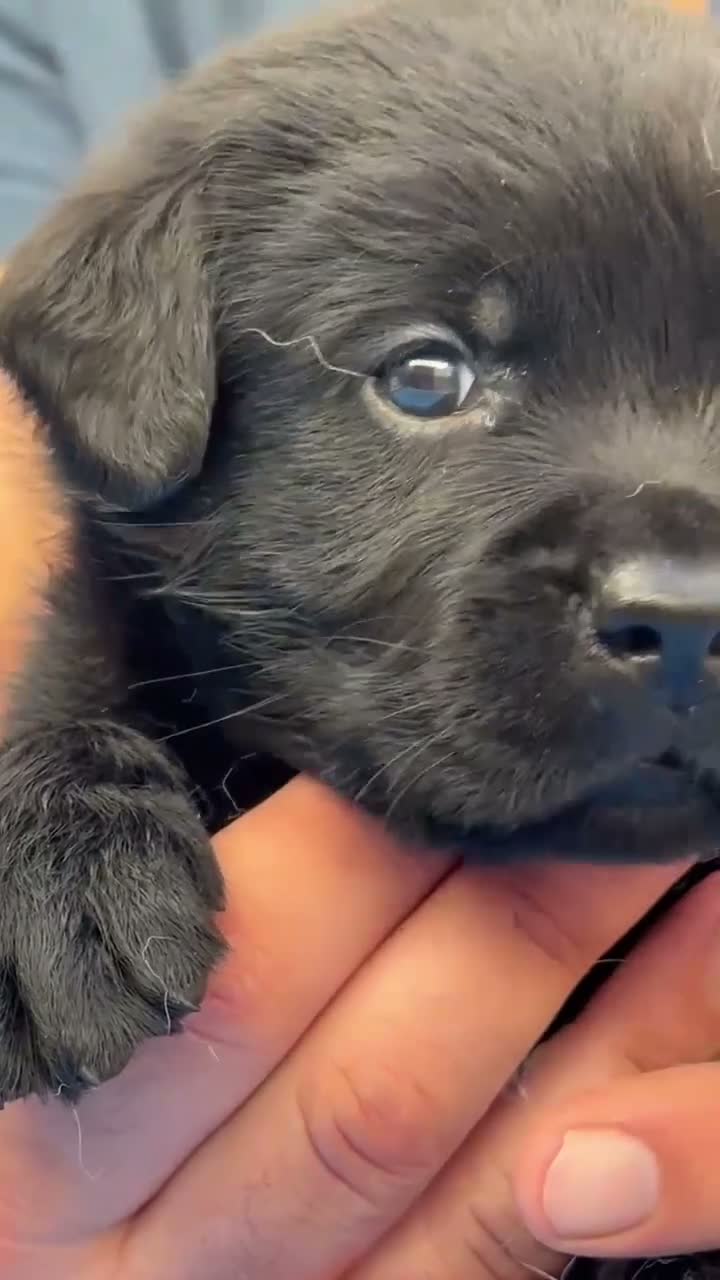 Labrador Retriever perros en venta: LABRADOR RETRIEVER CACHORROS  - Video 1