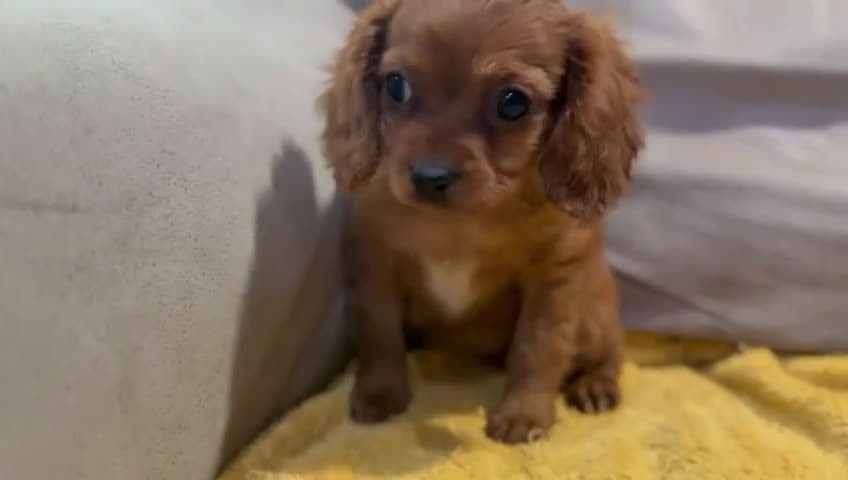 Cavapoo perros en venta: Camada perritos raza Cavapo en Granada - Video 1