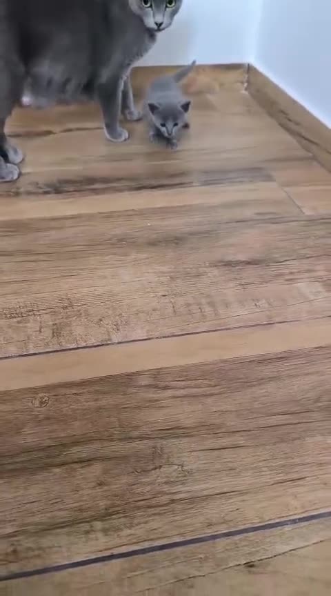 Azul Ruso gatos en venta: Camada de azul ruso - Video 3