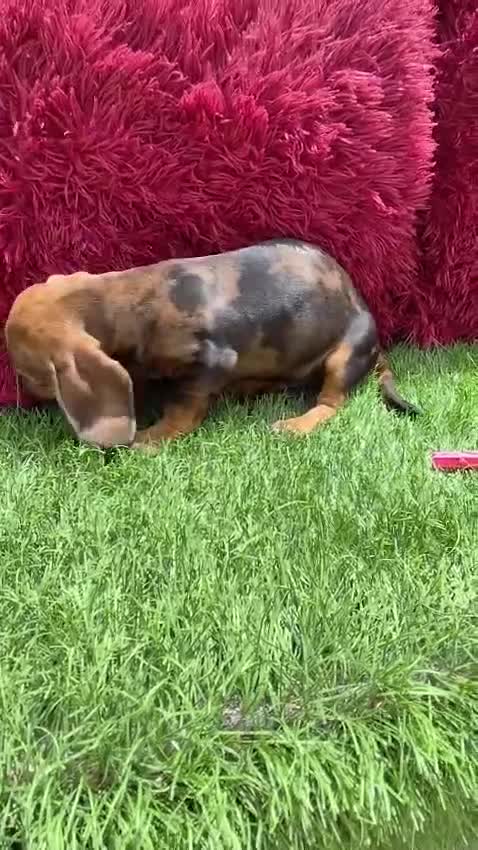 Teckel Miniatura perros en venta: Teckel Miniatura merle en Alicante - Video 1