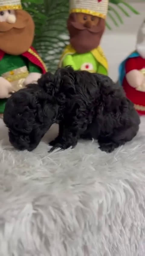 Caniche Toy perros en venta: CANICHE TOY - Video 2