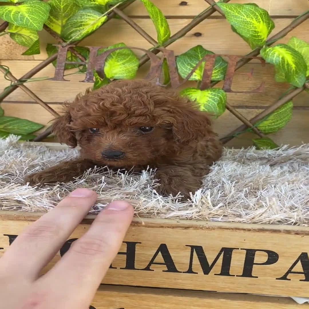 Caniche Toy perros en venta: Camada de Iria - Video 5