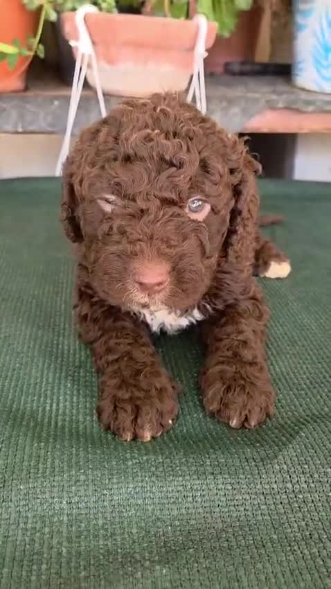 Perro de Agua Español perros en venta: CACHORRITOS DE PERROS DE AGUA  - Video 1