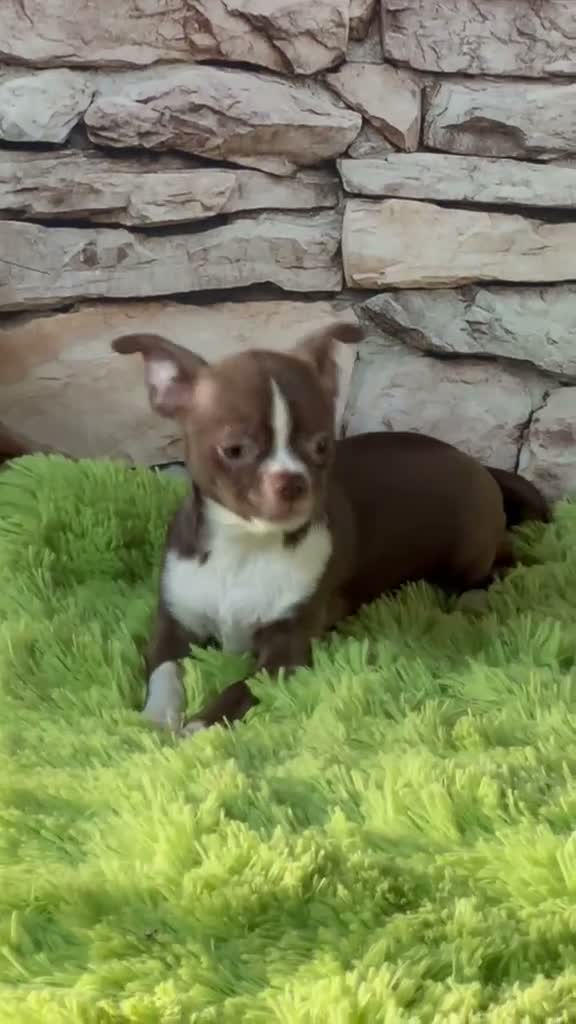 Chihuahua perros en venta: CHIHUAHUA TOY CHOCOLATE - Video 1