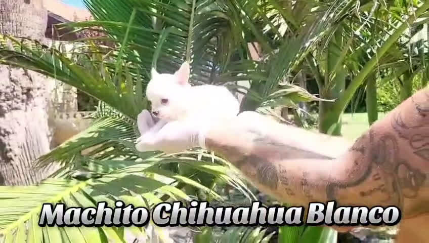 Chihuahua perros en venta: Chihuahuas espectaculares - Video 1