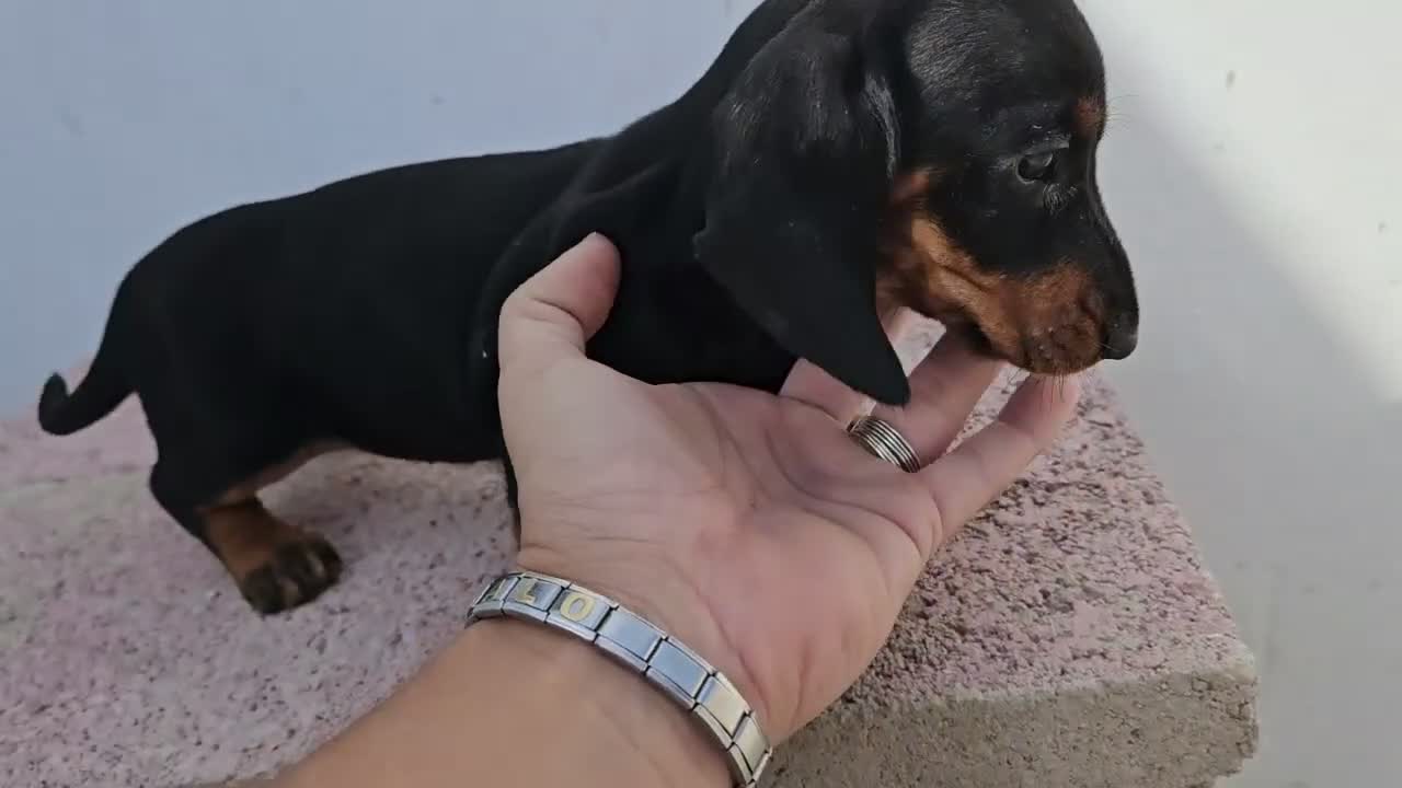 Teckel perros en venta: Teckel kanichen precio real - Video 2