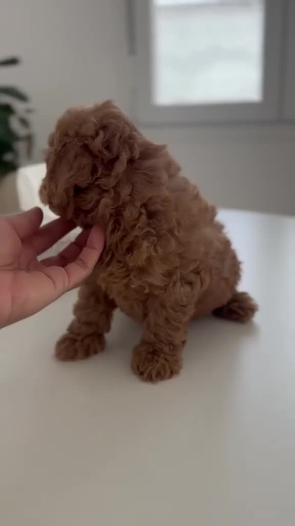 Caniche Toy perros en venta: CANICHE  - Video 1