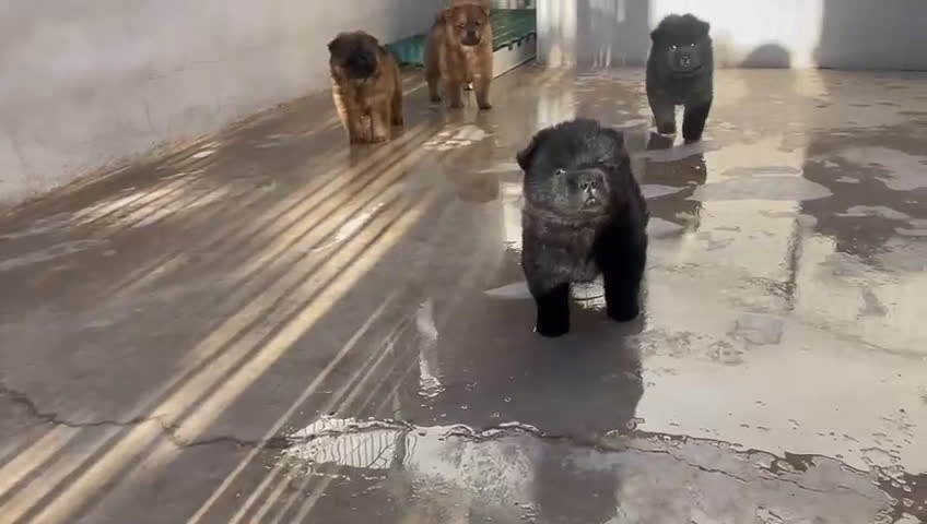 Chow Chow perros en venta: CACHORROS DE CHOW-CHOW  - Video 1