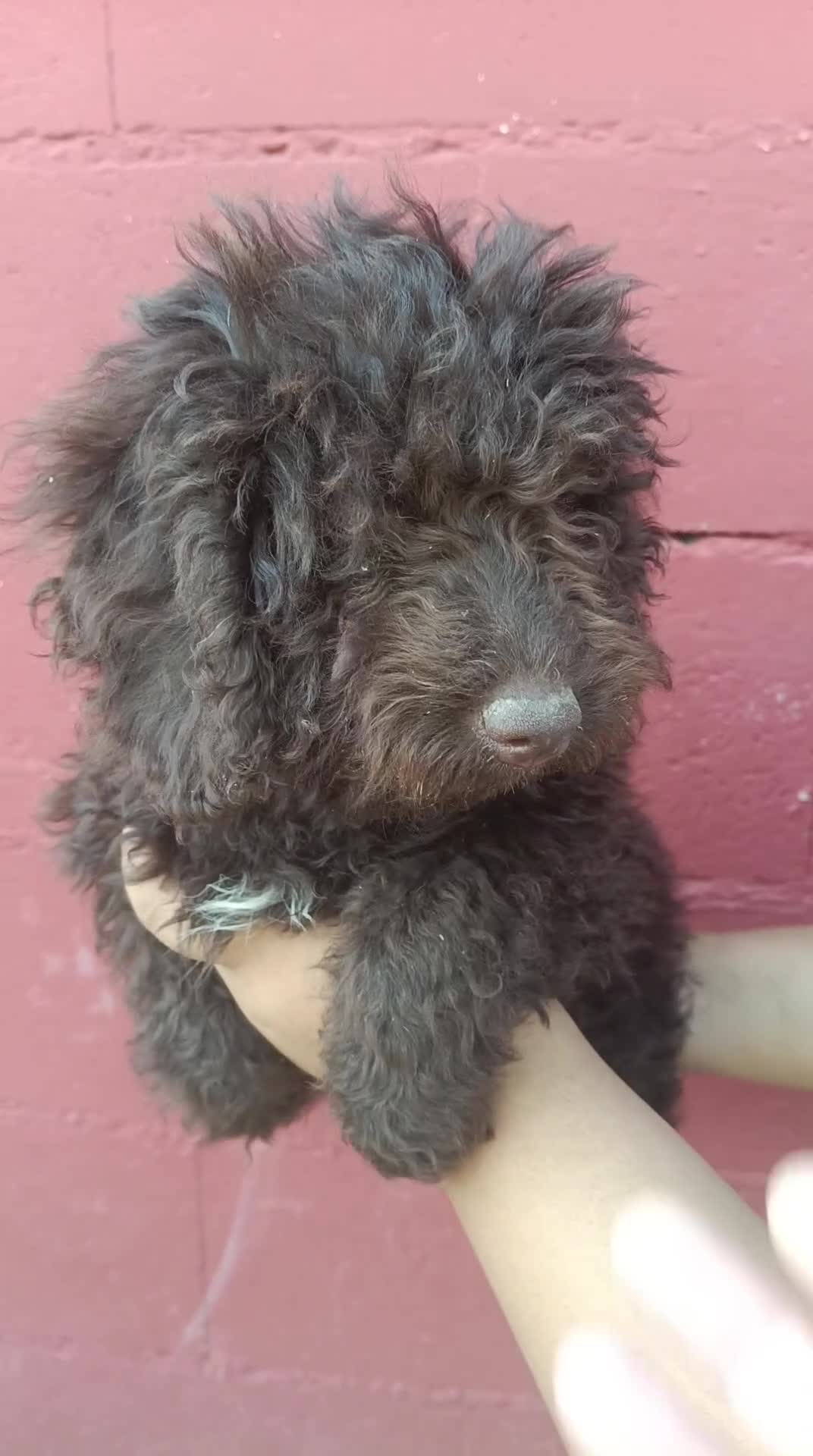 Perro de Agua Español perros en venta: Hembra chocolate disponible  - Video 1