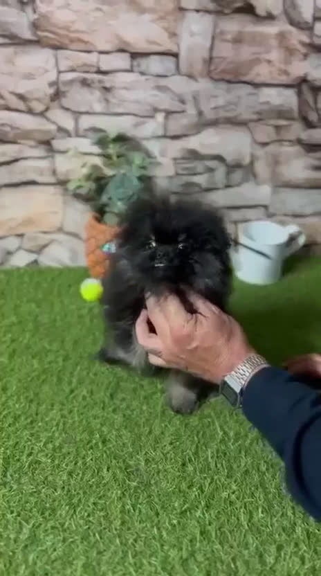 Pomerania perros en venta: POMERANIA TOY - Video 1