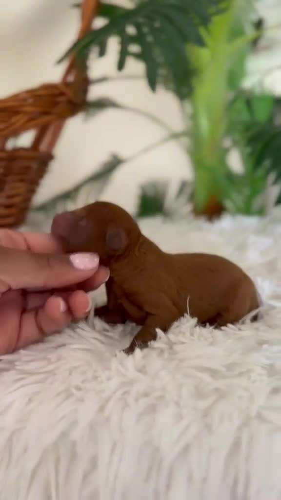 Raza Mixta perros en venta: CANICHE MACHO ROJO - Video 1