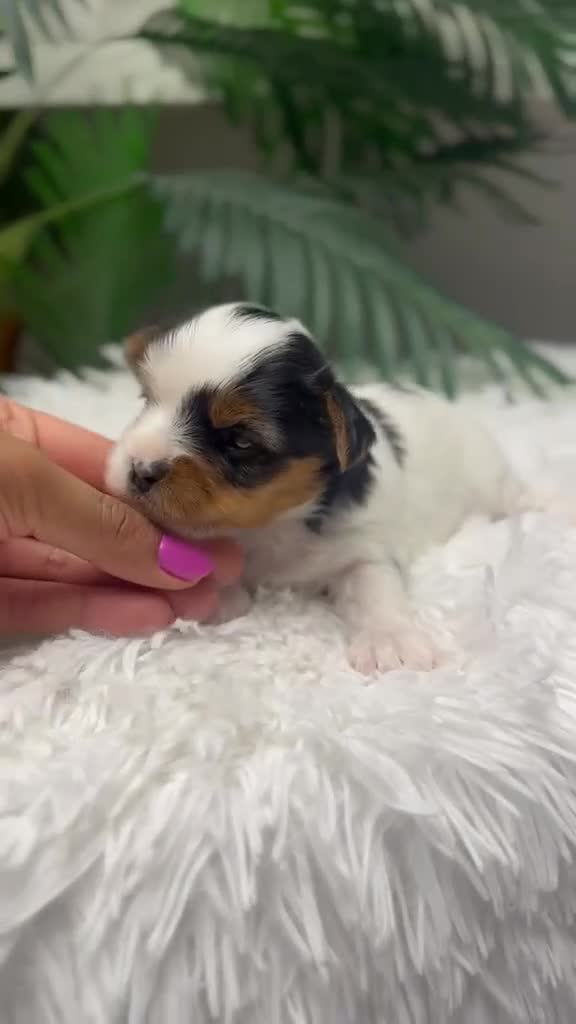 Yorkshire Terrier perros en venta: YORKSHIRE BIEWER - Video 1