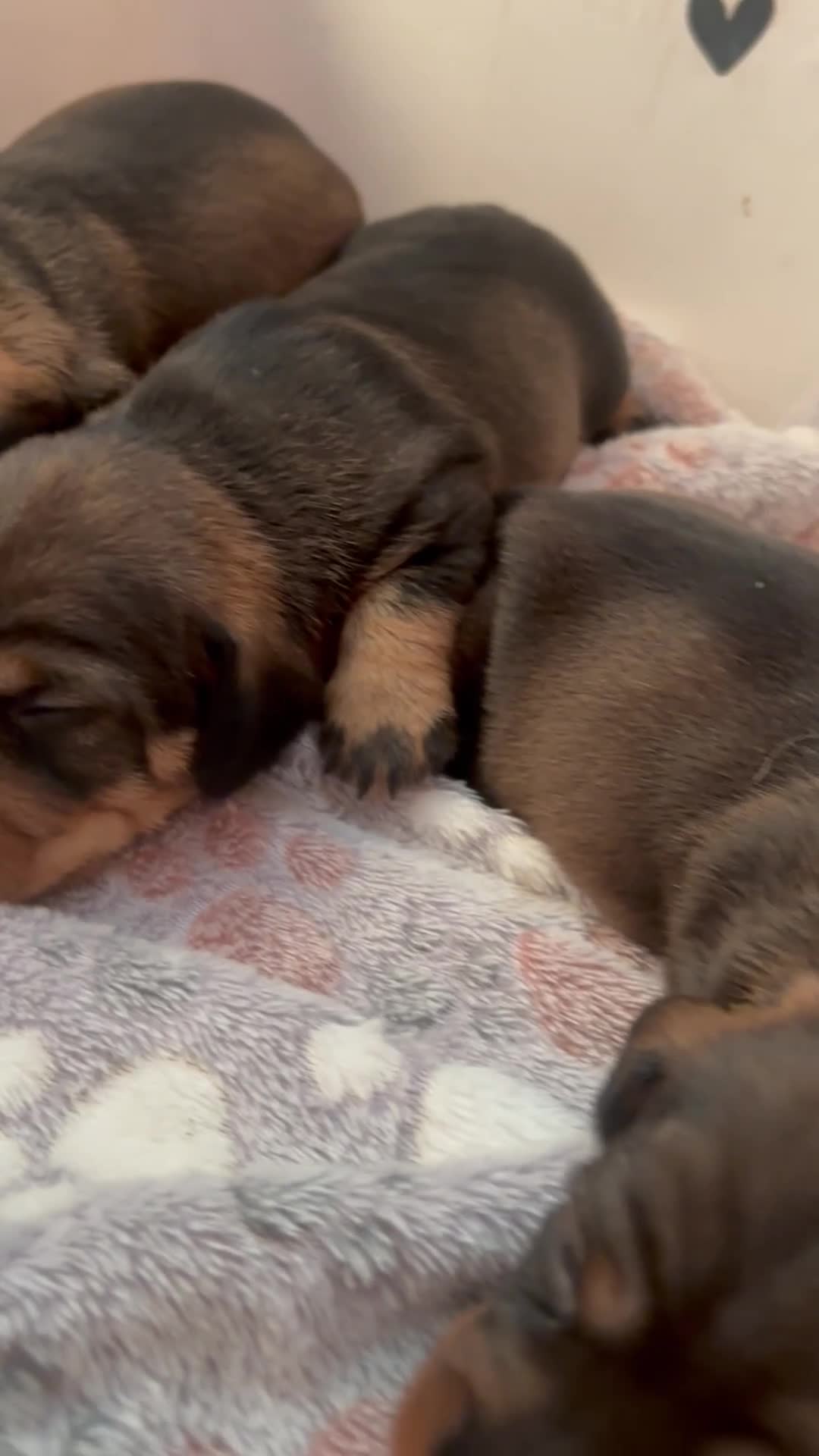 Teckel Miniatura perros en venta: TECKEL MINIATURA PELO DURO - Video 1