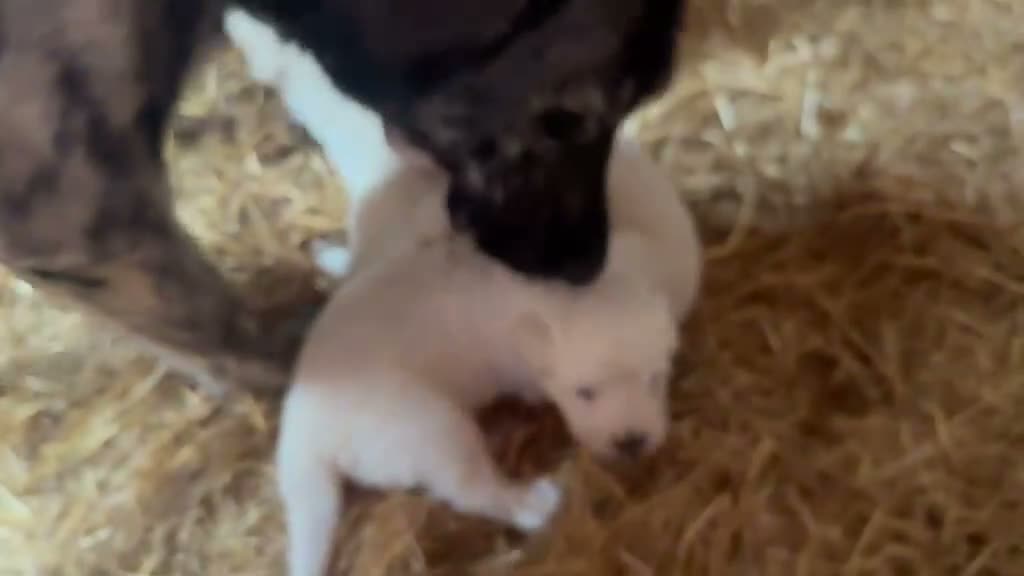 Mastín del Pirineo perros en venta: Cachorros de Mastín - Video 1