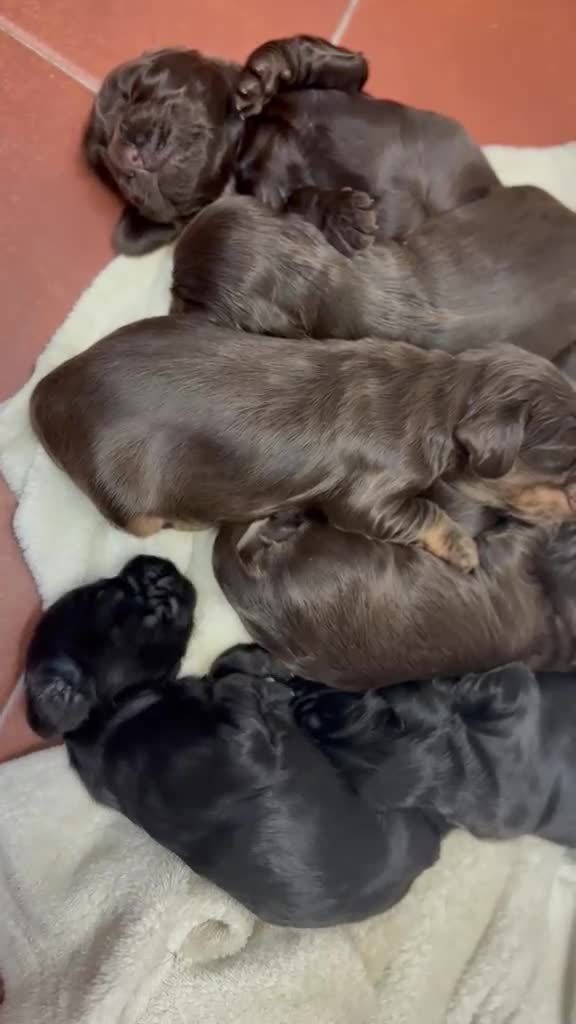 Cocker Spaniel Inglés perros en venta: Cocker spaniel ingles chocolates y negros  - Video 1